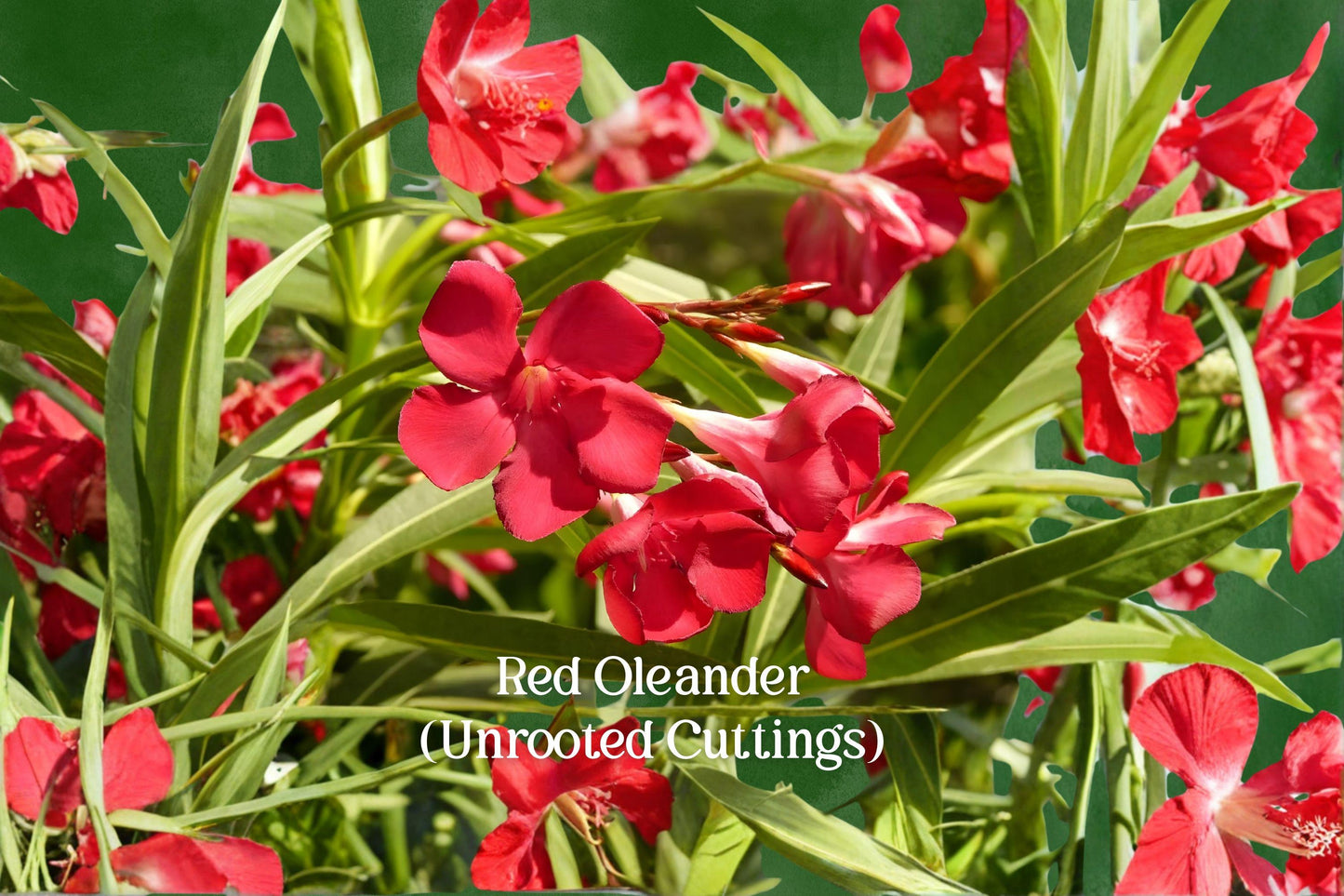 Red Oleander Cuttings - 7 Live Unrooted Nerium Oleander Evergreen Shrub for Garden, Hedge, Landscape