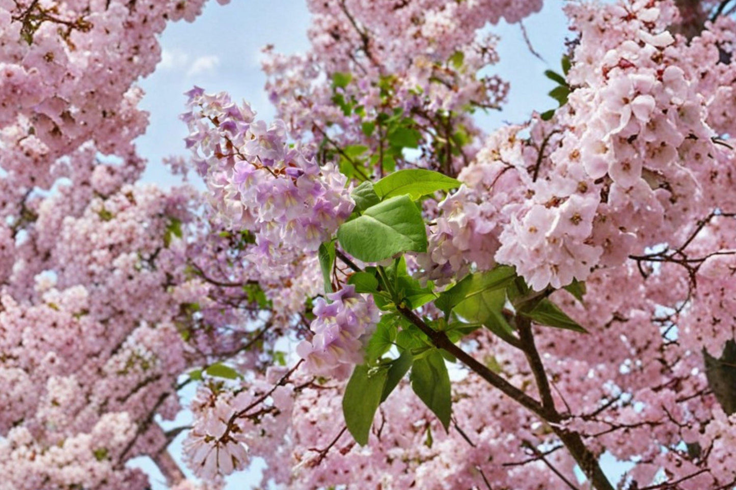 Empress Tree Seeds, Fast Growing Paulownia tomentosa, Ornamental Shade Tree, Lavender Purple Flowers, Non-GMO Royal Princess
