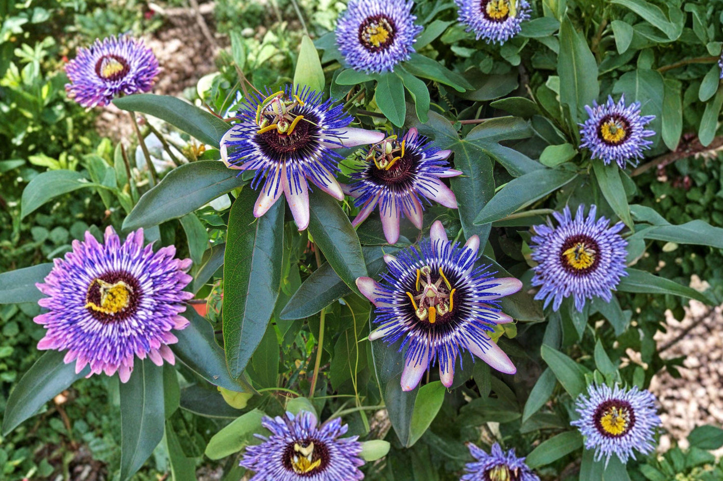 Passiflora edulis Seeds – Purple Granadilla Tropical Vine, Edible Passion Fruit, Ornamental Flowers, Climbing Plant for Garden and Container