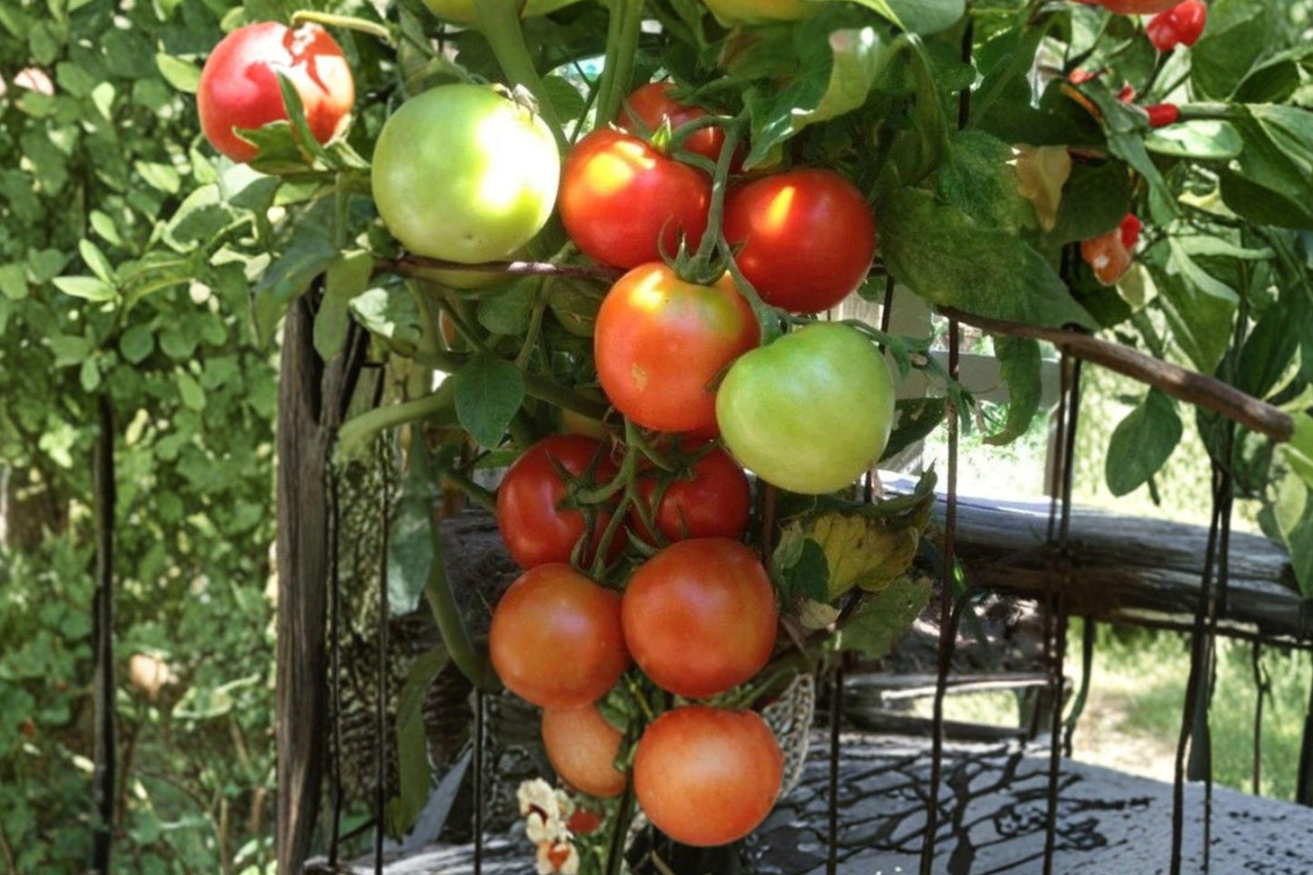 Siberian Tomato Seeds, Heirloom, Cold Hardy, Early Red Tomato, Non-GMO Vegetable Garden Plant, Solanum lycopersicum