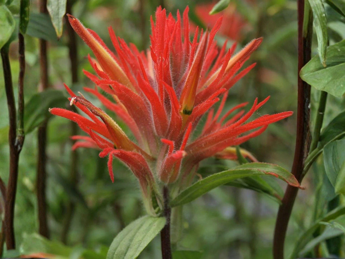 Giant Red Indian Paintbrush Seeds – Castilleja miniata – Native Wildflower, Non-GMO, Heirloom, Vibrant Red Bracts, Pollinator-Friendly Garden