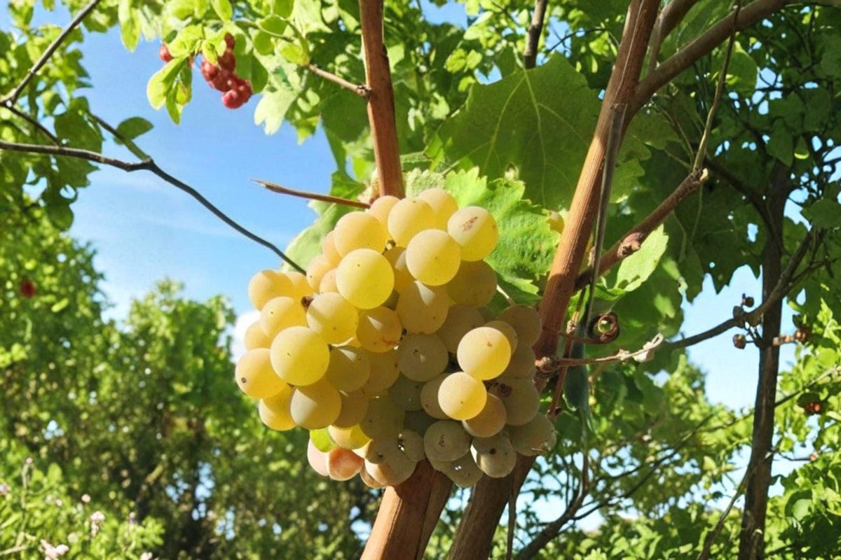 Hebén Grape Live Plant 1-2 FT Vitis vinifera Spanish Wine Grape Vine for Garden & Vineyard