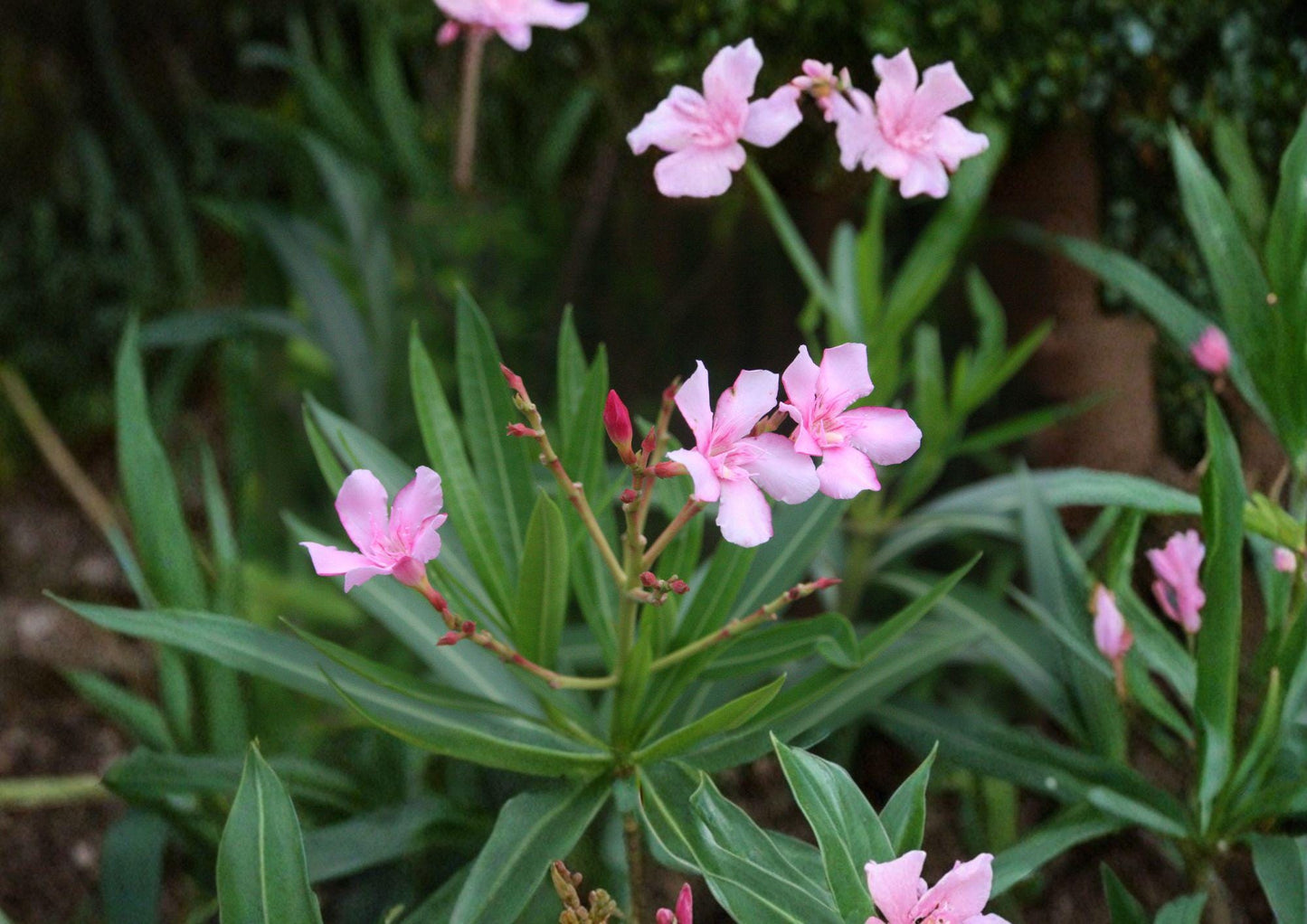 Oleander Seeds, 75 Non-GMO Heirloom, Drought Tolerant Evergreen Shrub, Nerium oleander, Ornamental Garden Planting