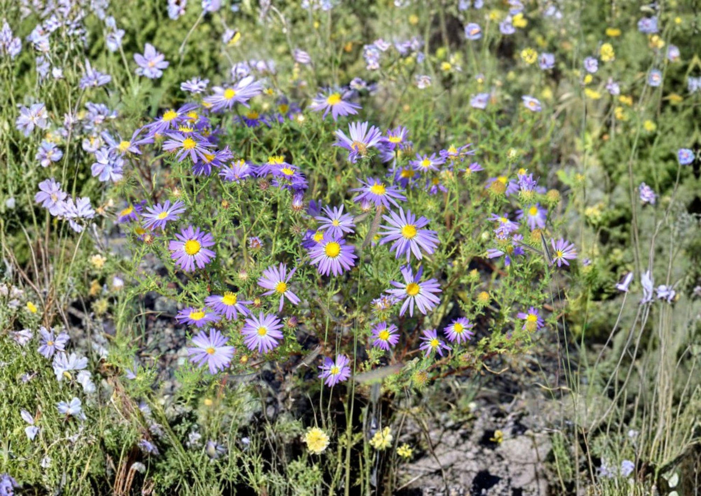100 Tahoka Daisy Seeds - Purple Blooms, Drought Tolerant Wildflower, Pollinator Garden Planting Seeds, Machaeranthera tanacetifolia