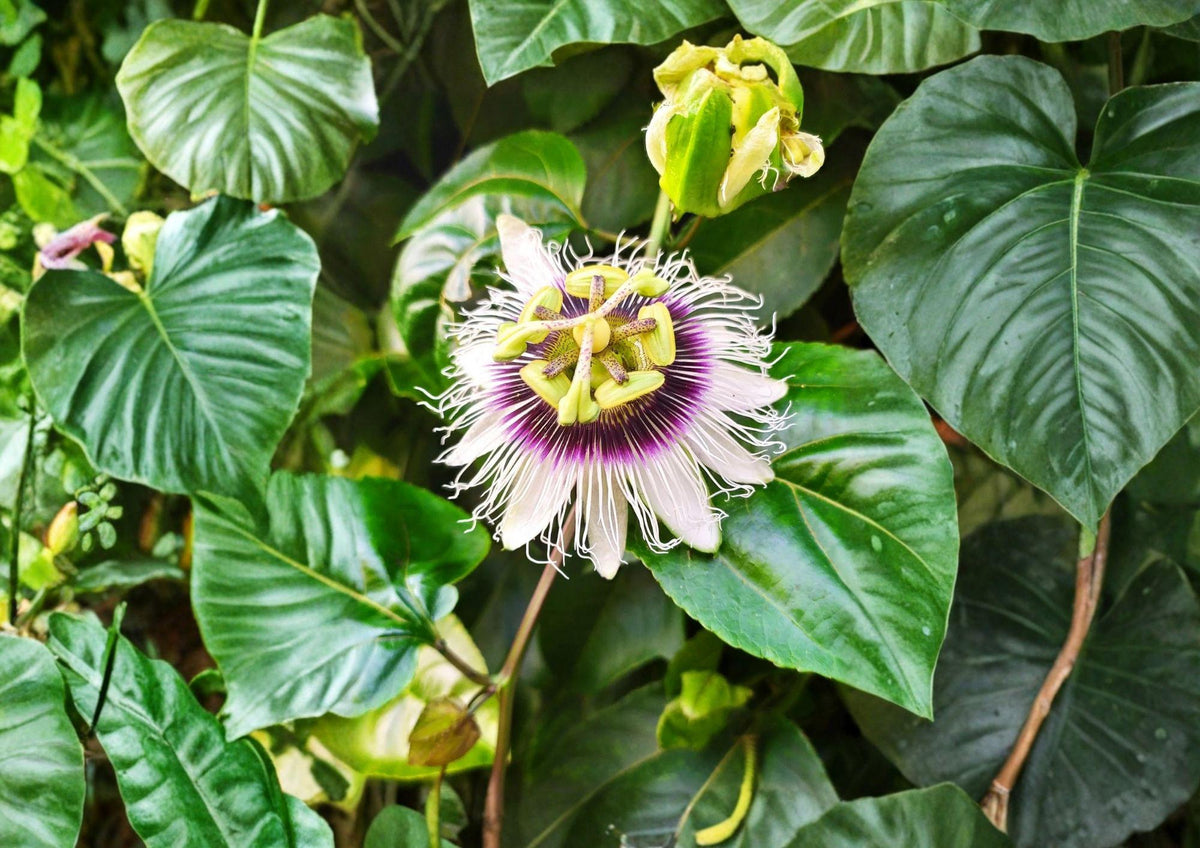 Passion Fruit Seeds, Passiflora edulis, Heirloom Non-GMO, Tropical Climbing Vine, Exotic Fruit & Flower Garden Planting Seeds