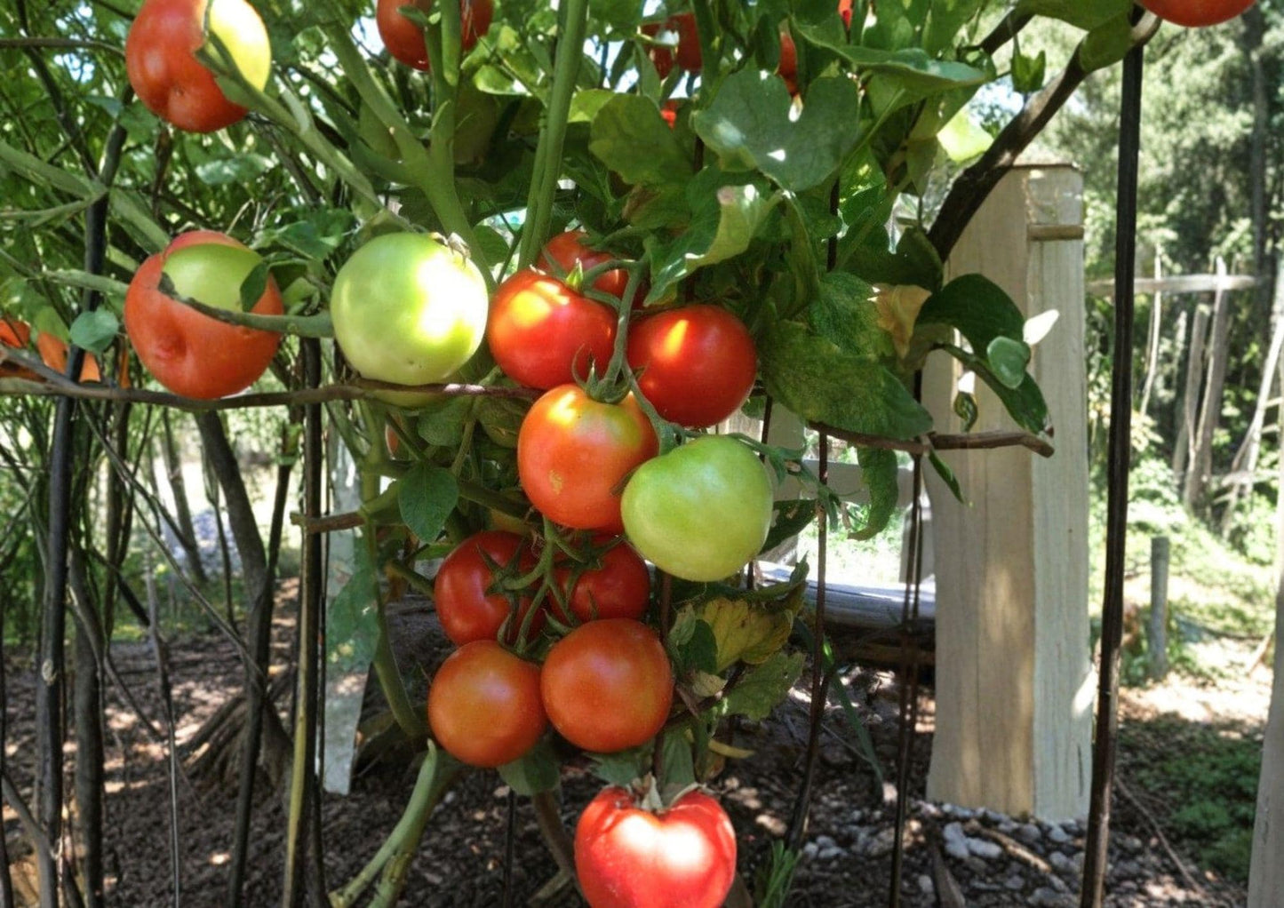 Siberian Tomato Seeds Heirloom Non-GMO, Cold Hardy, Early Maturity, Solanum Lycopersicum, Vegetable Garden Planting Seeds