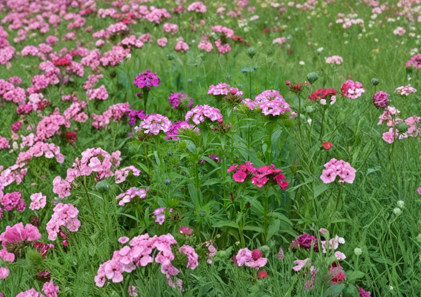 200+ Sweet William Seeds, Dianthus barbatus, Heirloom Non-GMO Perennial, Fragrant Mixed Color Flower Seeds for Garden Borders