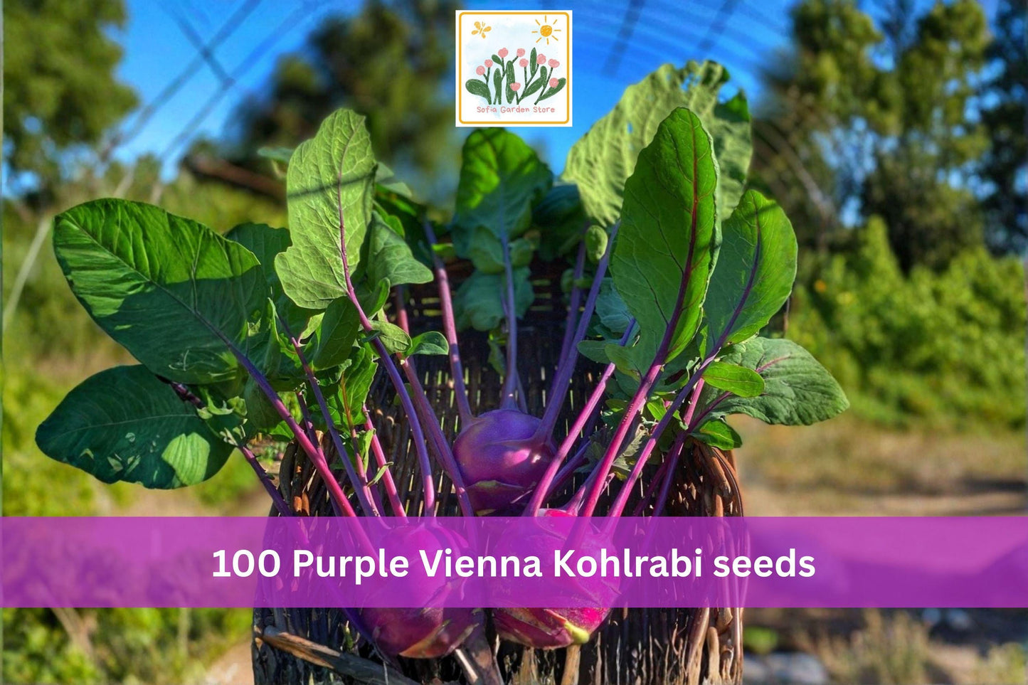 Purple Vienna Kohlrabi Seeds 100pcs – Heirloom Brassica Vegetable for Garden, Container, Raised Bed Planting