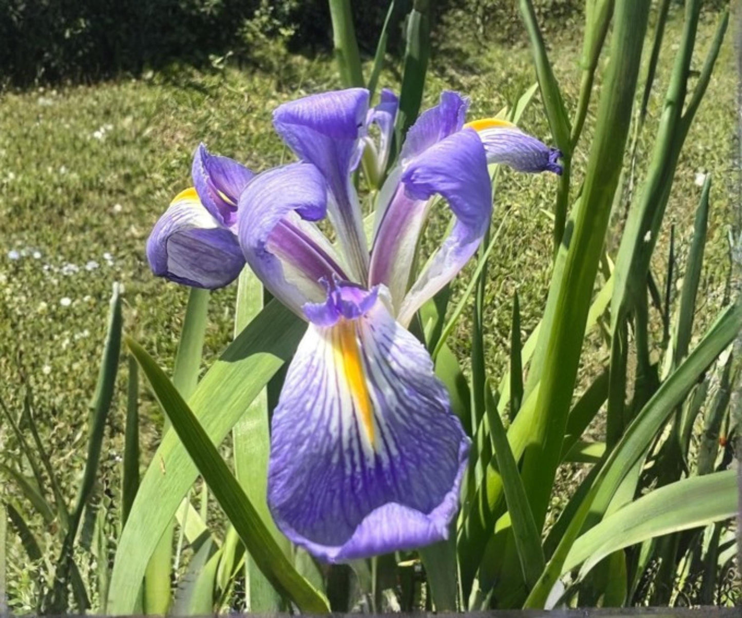 Blue Flag Louisiana Iris Live Pond Plant – Hardy Indigo Aquatic Marginal Flower Garden – Louisiana Iris for Water Gardens