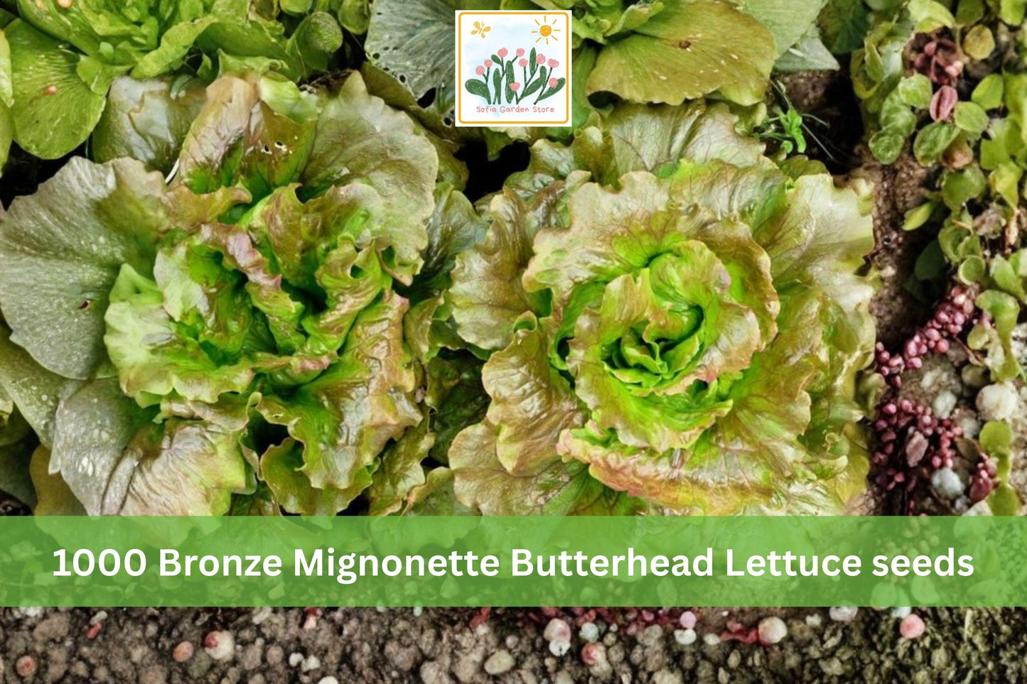 Bronze Mignonette Butterhead Lettuce Seeds 1000pcs, Heirloom Lactuca sativa, Compact, Bronze-Red, Cool-Season, Garden & Container Planting