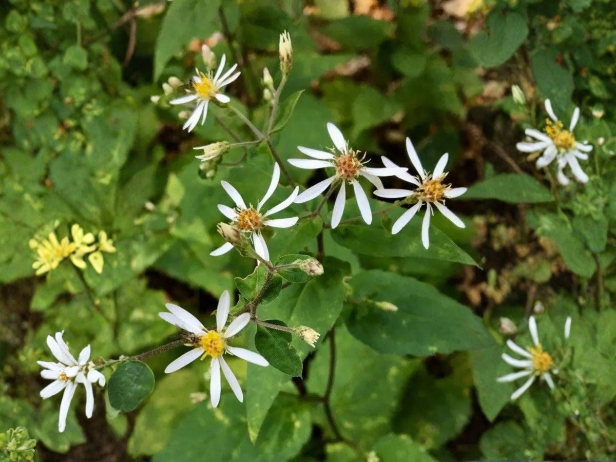 Eurybia schreberi Seeds – Heirloom Non-GMO Wildflower for Shade Gardens, Woodland Landscaping, Open-Pollinated