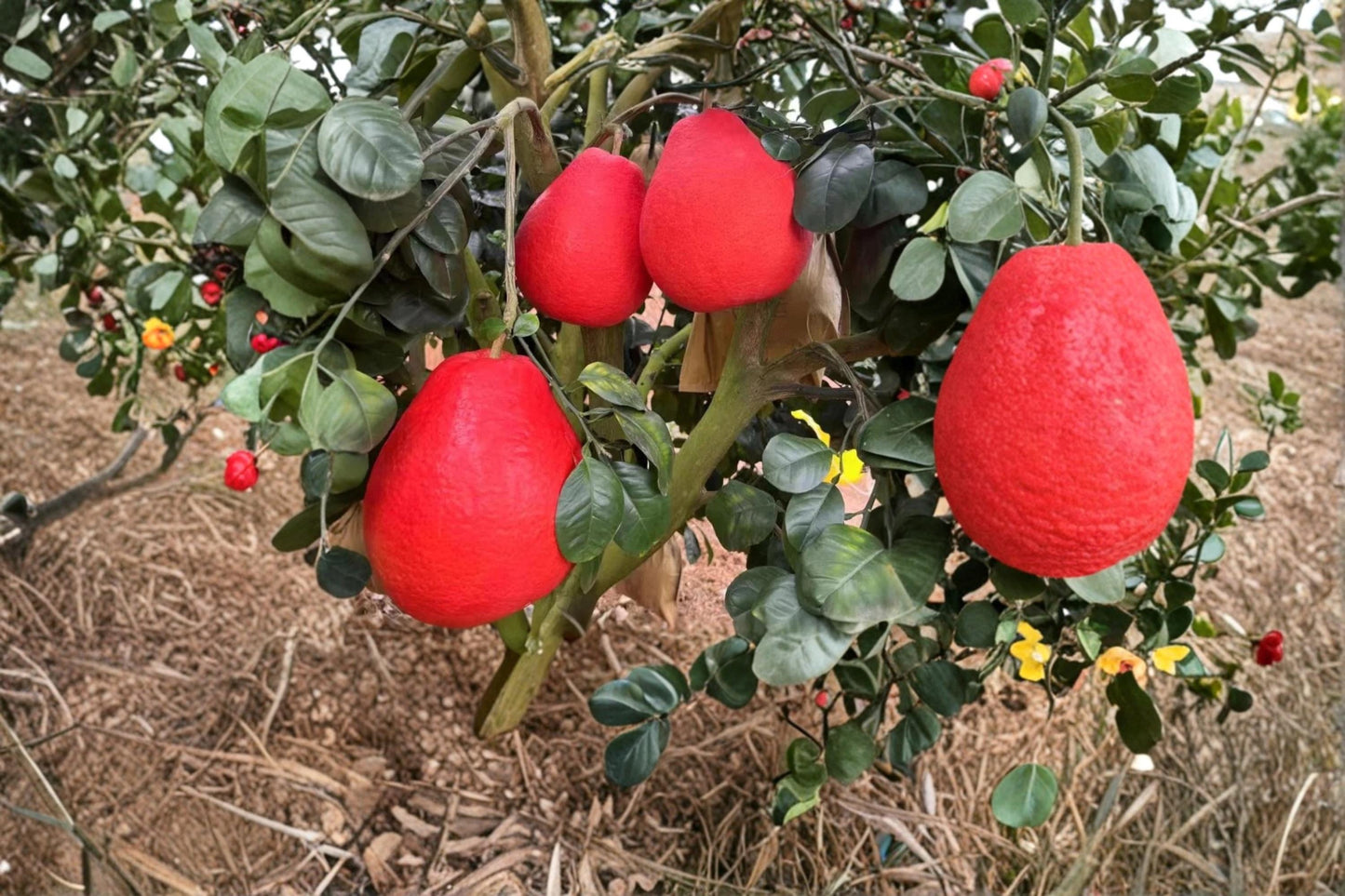 Red Pomelo Unrooted Citrus Cuttings - Citrus paradisi, Large Fruit, Grafted or Rooted