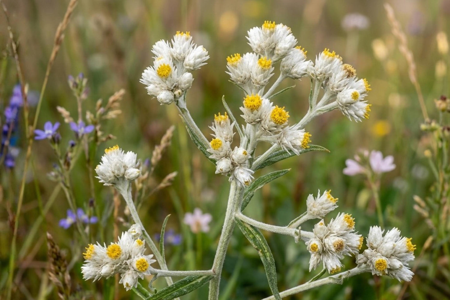 Sweet Everlasting Seeds 500 Pseudognaphalium obtusifolium Native Wildflower Drought Tolerant Fragrant for Dried Flowers & Pollinator Gardens