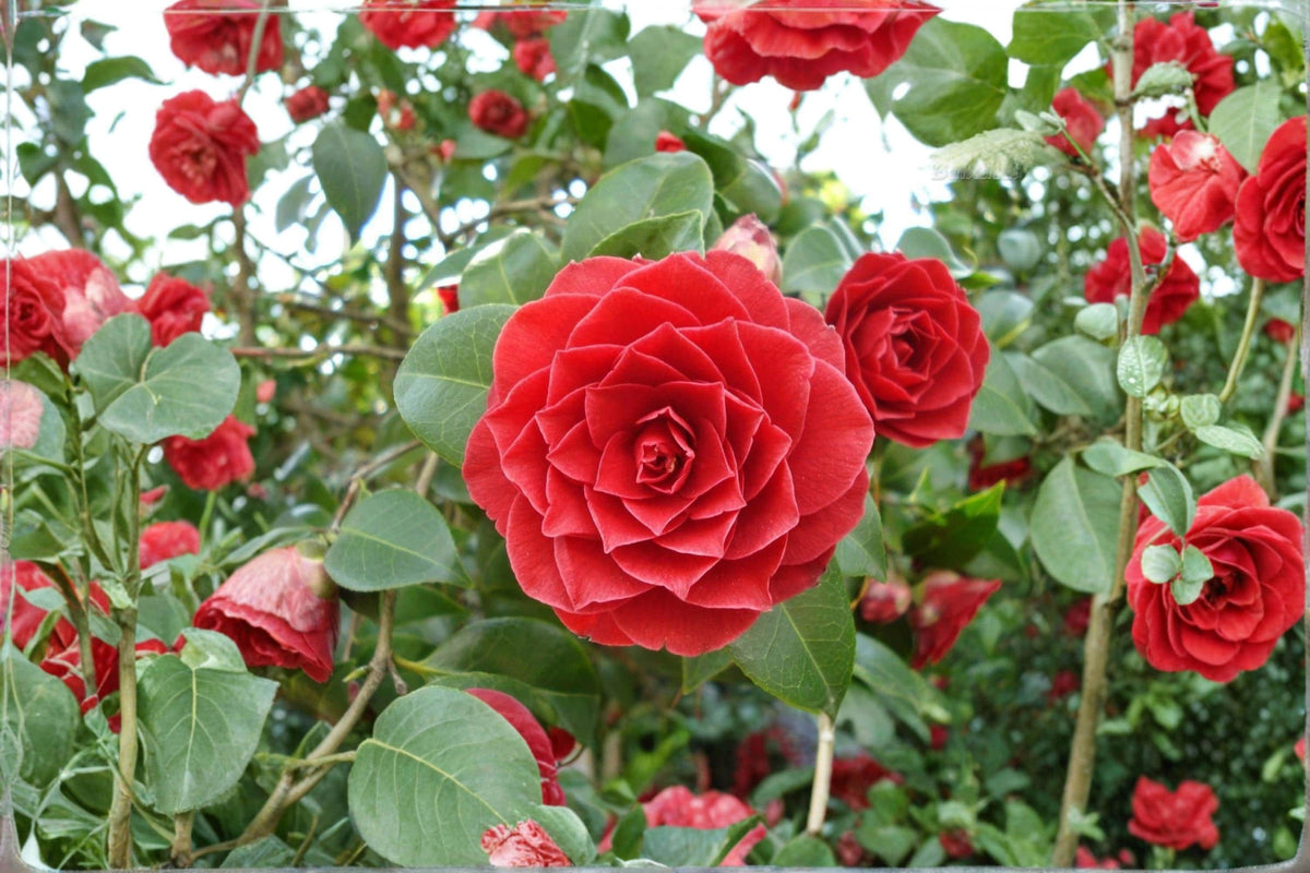 Middlemist Red Camellia Cuttings 6-8" | Camellia japonica Evergreen Flowering Shrub