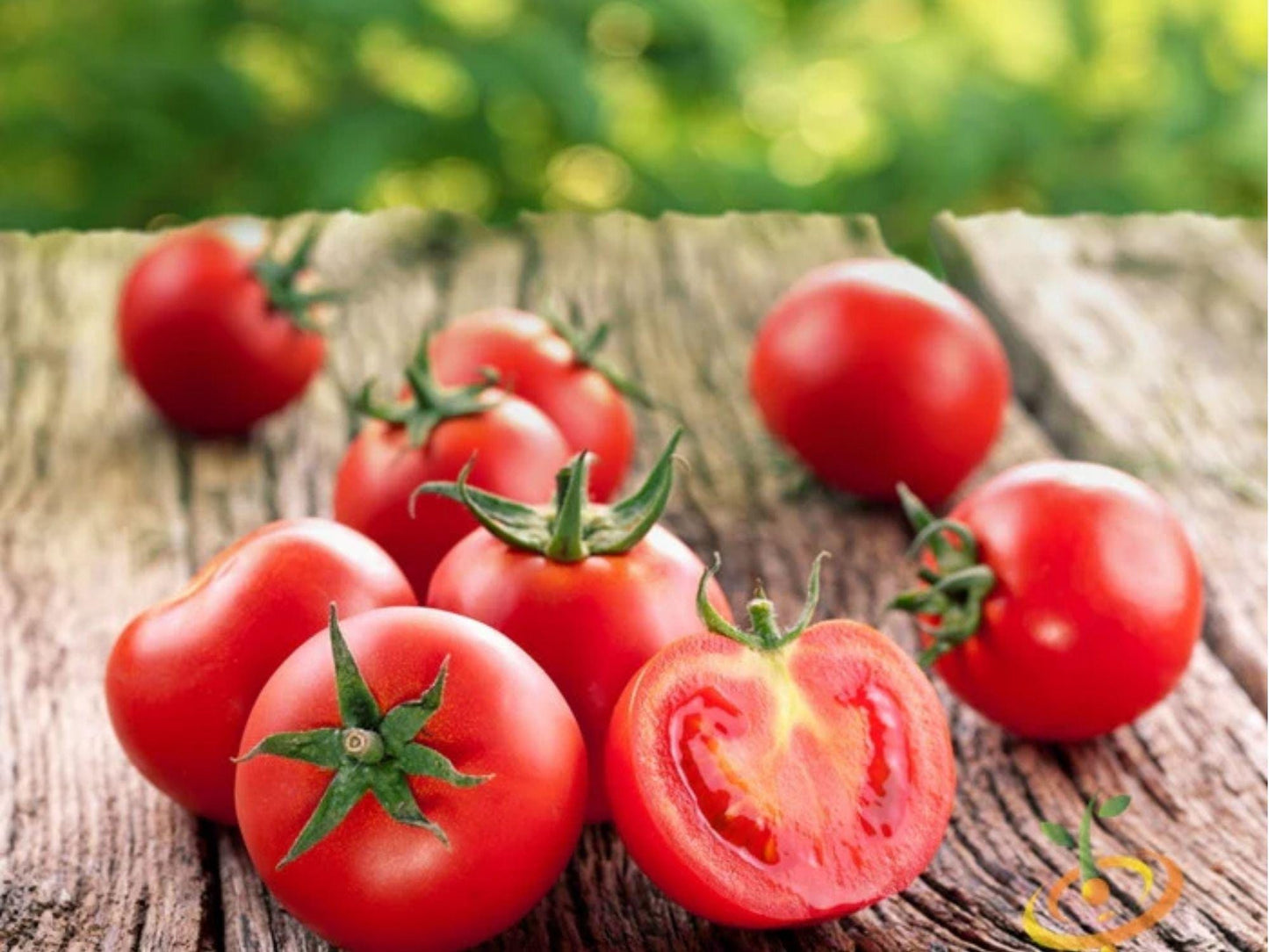 Ace 55 Tomato Seeds – 30 Count, Determinate Bush Variety, Medium Red Slicing Tomatoes, Solanum lycopersicum, Non-GMO
