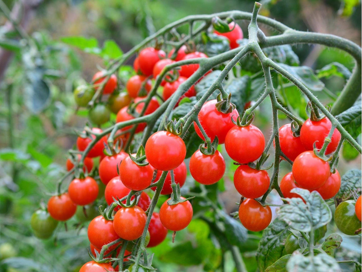 Red Cherry Tomato Seeds – 30 Count, Small Salad Variety, Solanum lycopersicum