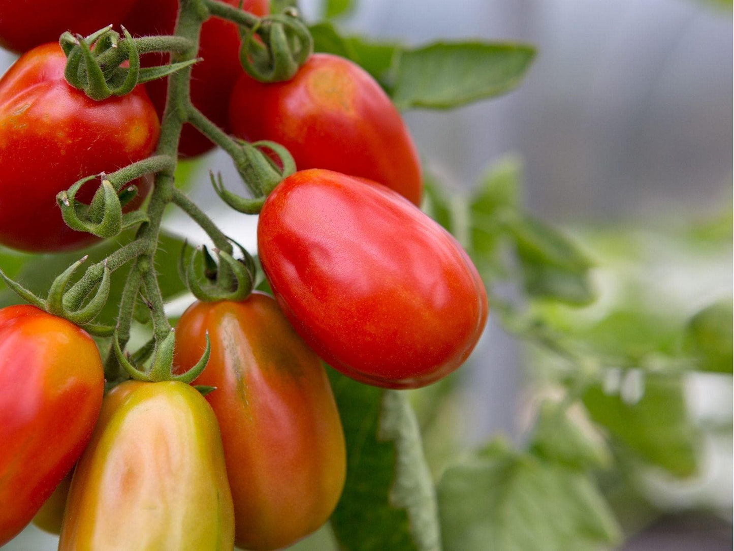 Roma Tomato Seeds – 30 Count, Paste Sauce Variety, Solanum lycopersicum, Compact Plants for Cooking & Canning