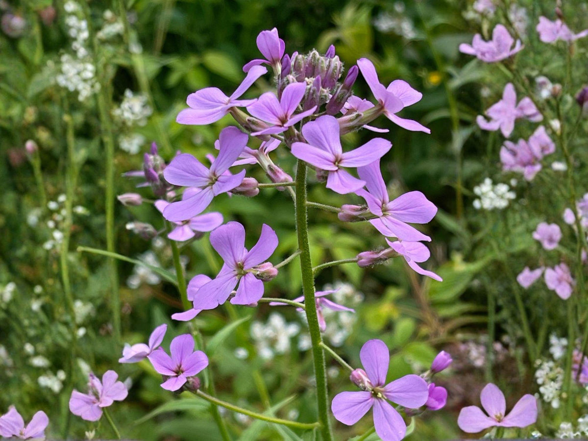 Dames Rocket Seeds Heirloom Non-GMO Flower Garden Night Scented Gilliflower Damask Violet Hesperis matronalis