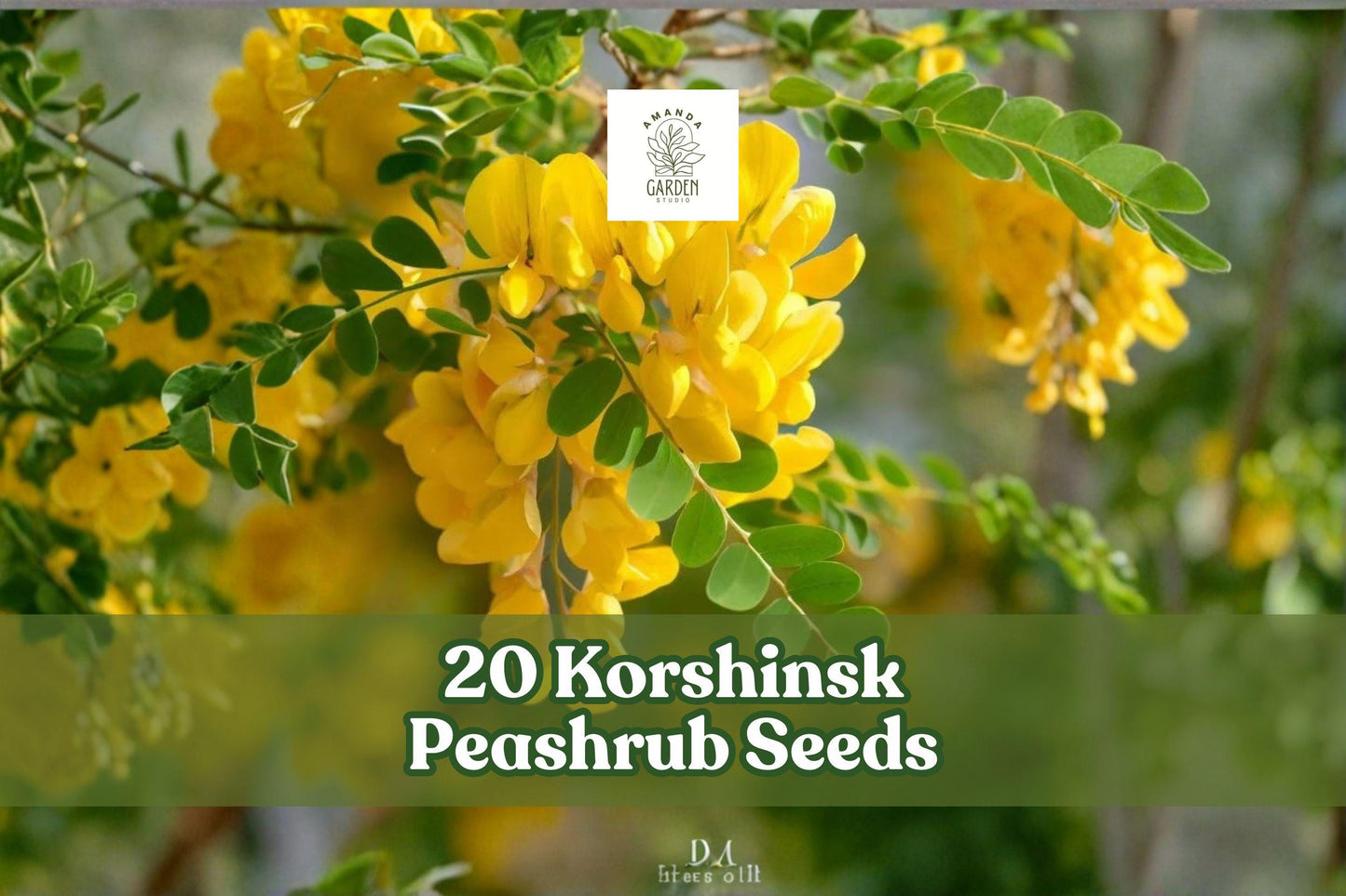 20 Korshinsk Peashrub Seeds – Hardy Shrub, Caragana korshinskii, Yellow Flowers, Landscape, Hedge, Windbreak