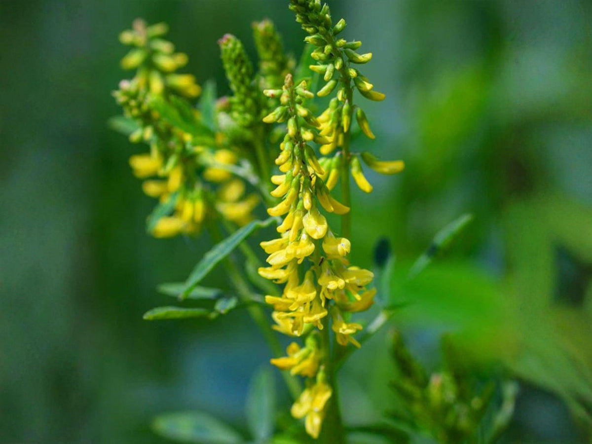 Yellow Sweet Clover Seeds - Heirloom, Non-GMO, Pollinator-Friendly, Clusters of Yellow Flowers, Melilotus officinalis