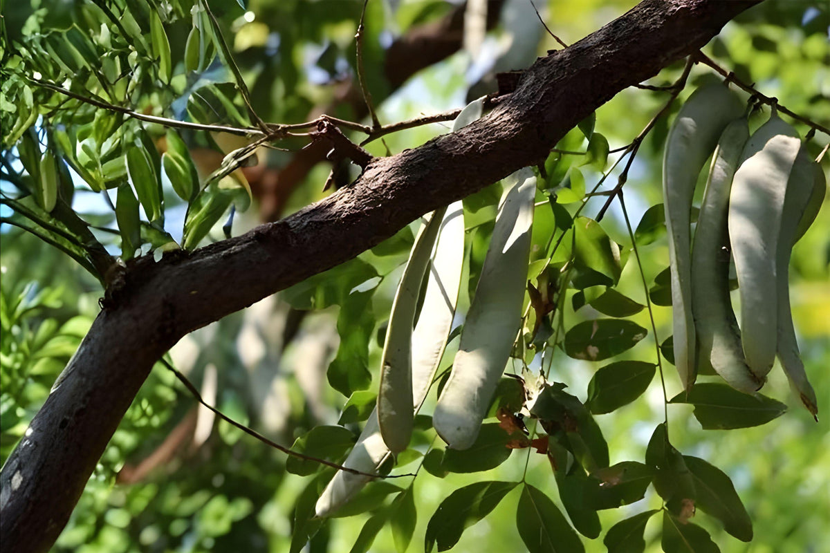 Chinese Honeylocust Seeds | Gleditsia sinensis | Soap Bean Tree | Ornamental & Medicinal Plant | 10 Seeds