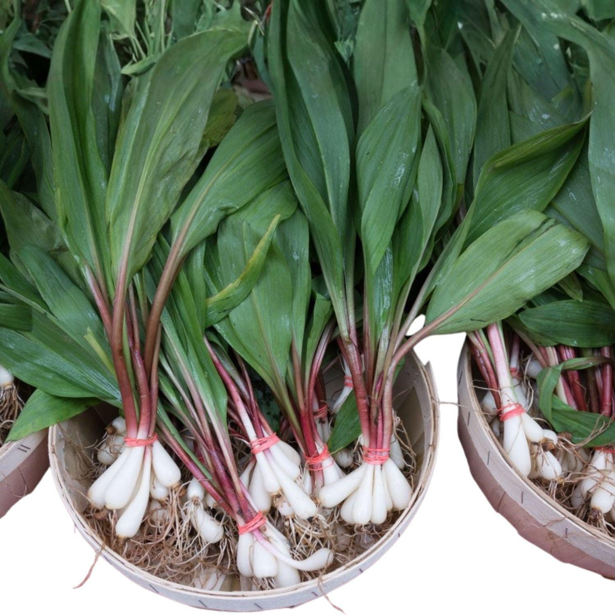 Wild Leek Seeds 10 Allium tricoccum Ramps Native Woodland Edible Perennial Shade Garden