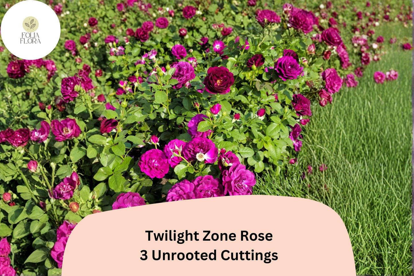 Twilight Zone Rose Cuttings – 3 Deep Purple Hybrid Tea Rose Grafting Propagation Rosa hybrid ‘Twilight Zone’