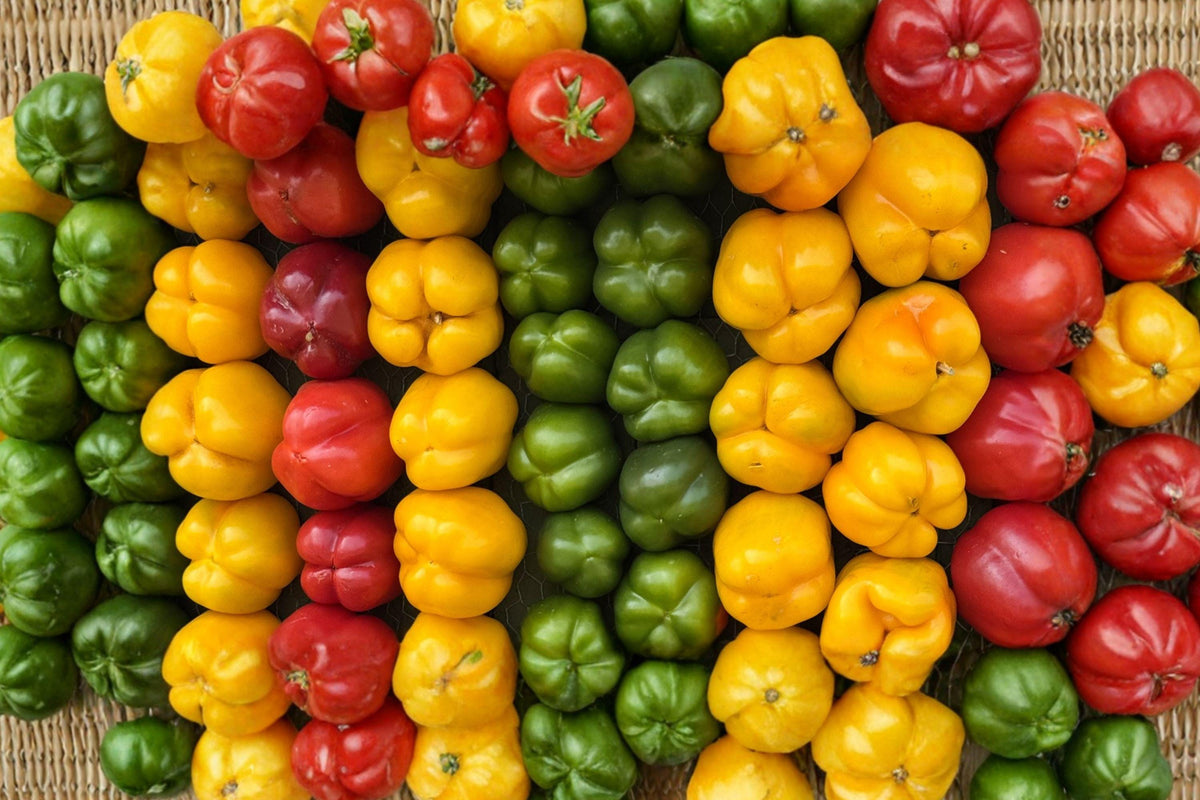 Rainbow Bell Pepper Seeds Mix – 7 Colorful Varieties, Non-GMO, High Yield Garden Planting, Sweet Peppers, Capsicum annuum