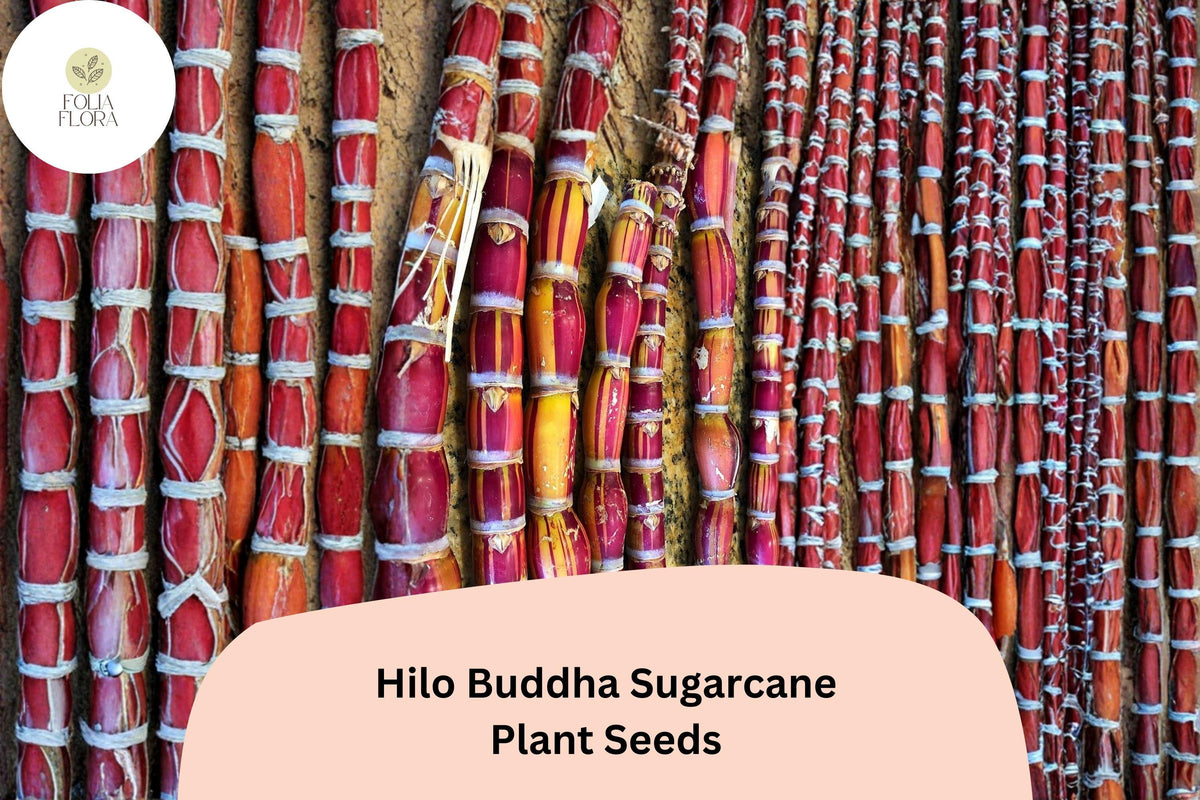 Hilo Buddha Hawaiian Sugarcane Seeds – Tropical Ornamental Grass, Saccharum officinarum, 30 Seeds
