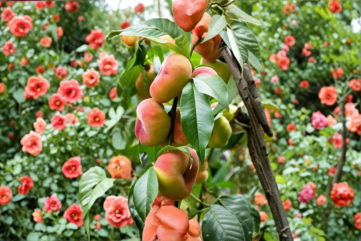 Galaxy Peach Bare Root Tree – Prunus persica Flat Donut Peach with White Flesh, 2ft Tall Fruit Tree for Home Garden
