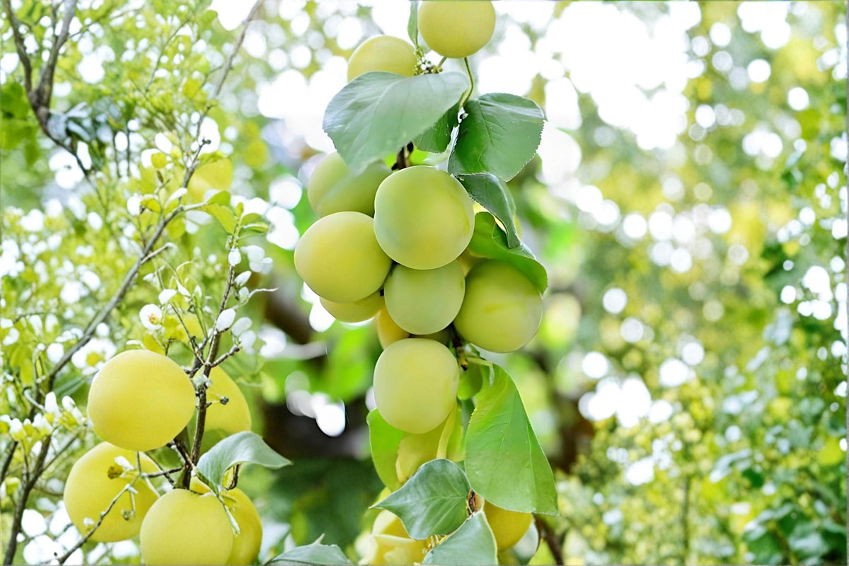 Green Gage Plum Tree Live Plant – 2ft Tall Prunus domestica Fruit Tree with White Blossoms