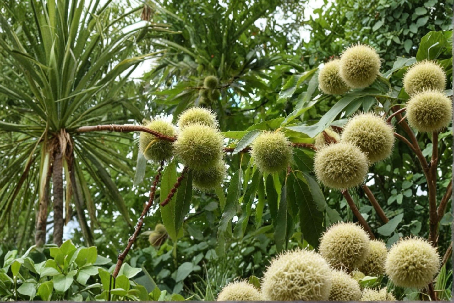 Chinese Chestnut Live Plants – 2ft Tall, Castanea mollissima Nut Tree for Orchard & Garden