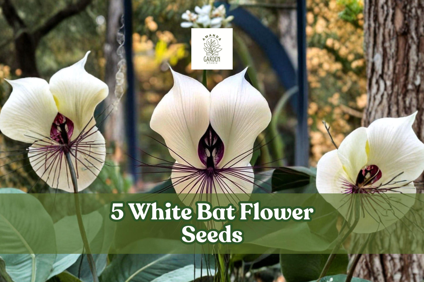 White Bat Flower Seeds – Tacca integrifolia Tropical Perennial with White Bat-Shaped Flowers, Rare Exotic Plant for Indoor & Shaded Gardens