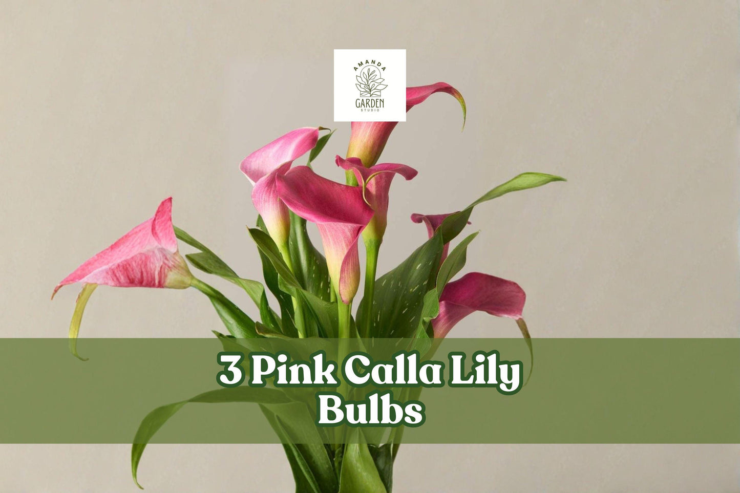 Pink Calla Lily Bulbs – Zantedeschia rehmannii, 3 Bulbs, Pink Trumpet Flowers, Perennial for Garden & Indoor Decor