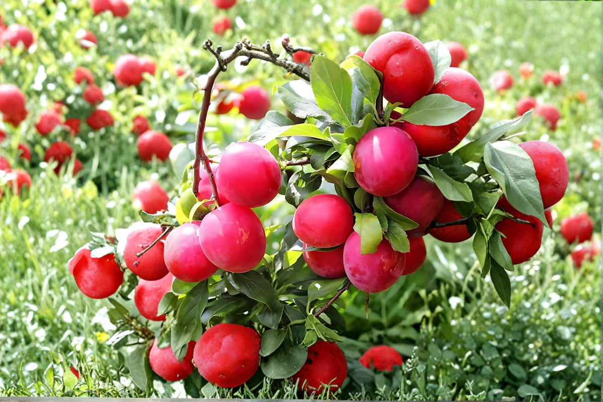 Red June Plum Live Plant – Prunus salicina, 2ft Tall Fruit Tree for Garden & Orchard