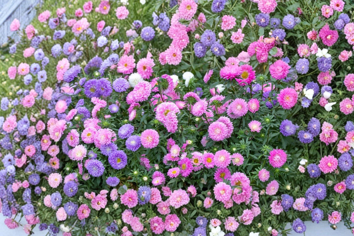 Powder Puff Aster Seeds Rainbow Mix Chrysanthemum-Style Fluffy Blooms for Cut Flowers & Garden Displays