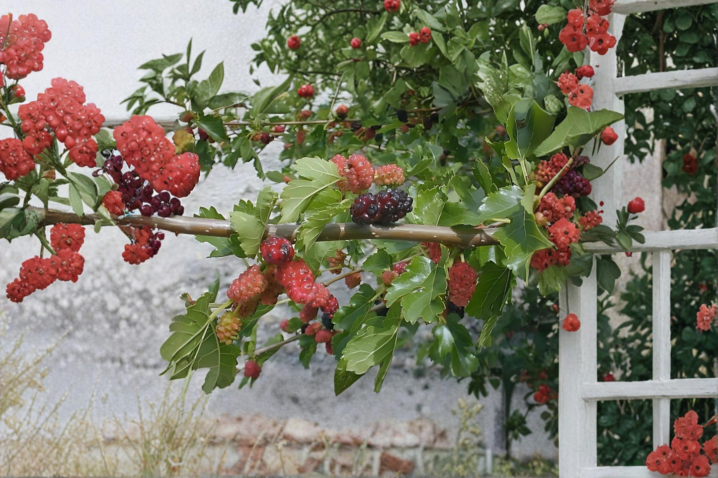 White Mulberry Live Plants - 2 Pack, Morus alba, Fruit Tree, Edible Berries, Fast-Growing, Deciduous, Garden & Landscape
