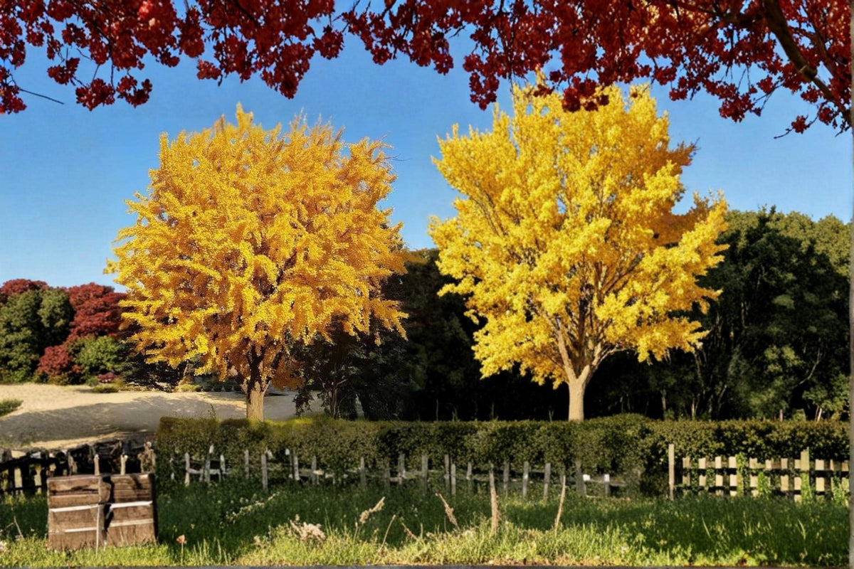 Ginkgo Biloba Live Plant | 1-2 ft Bare Root Ornamental Tree with Fan-Shaped Leaves