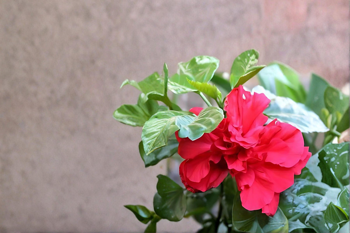 Red Althea Hibiscus syriacus Live Plants – 2ft Tall Red Flowering Shrubs for Gardens & Landscaping