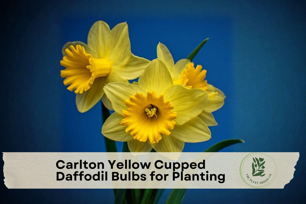 20 Carlton Yellow Cupped Daffodil Bulbs, Hardy Perennial Spring Flower Bulbs, Narcissus, Bright Yellow Garden Flowers