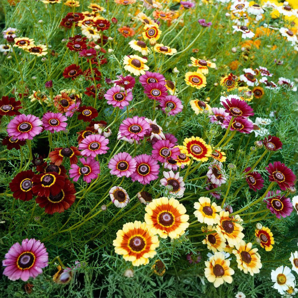 Painted Daisy Seeds, Tricolor Chrysanthemum, Annual Wildflower, Pollinator Garden Plant, 100 Seeds