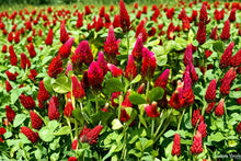 Crimson Clover Seeds Non-GMO Cover Crop for Pollinator Gardens, Soil Health, Trifolium incarnatum