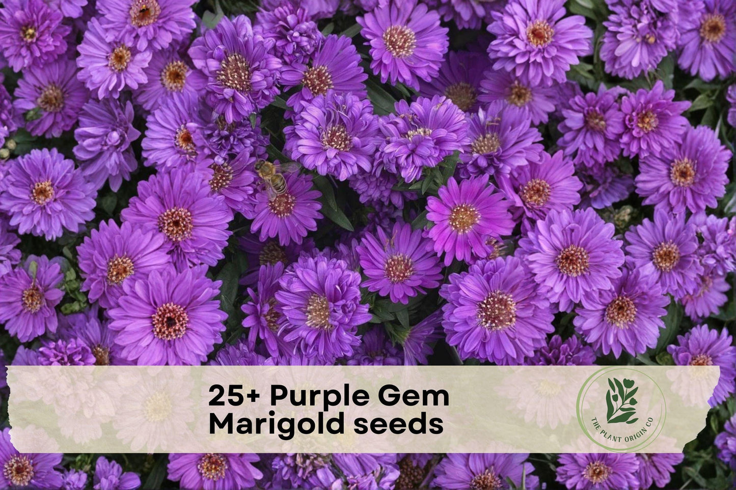 25+ Purple Gem Marigold Seeds | Vibrant Purple-Flowering Annual for Garden Beds, Borders & Containers | Tagetes spp.