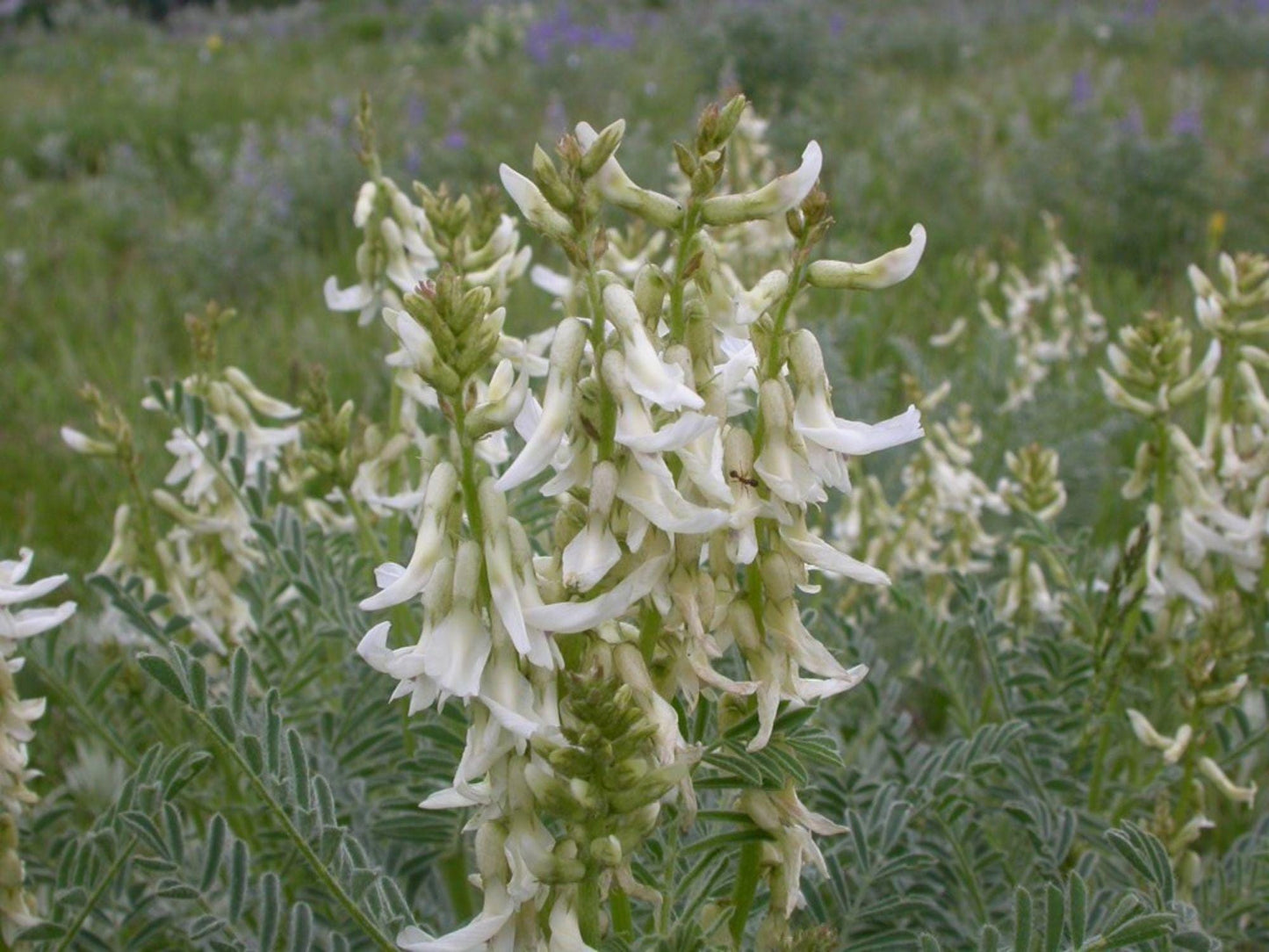 Woolly Milkvetch Seeds – Native Prairie Wildflower, Heirloom, Non-GMO, Astragalus drummondii, Drought-Tolerant, Rock Garden Plant