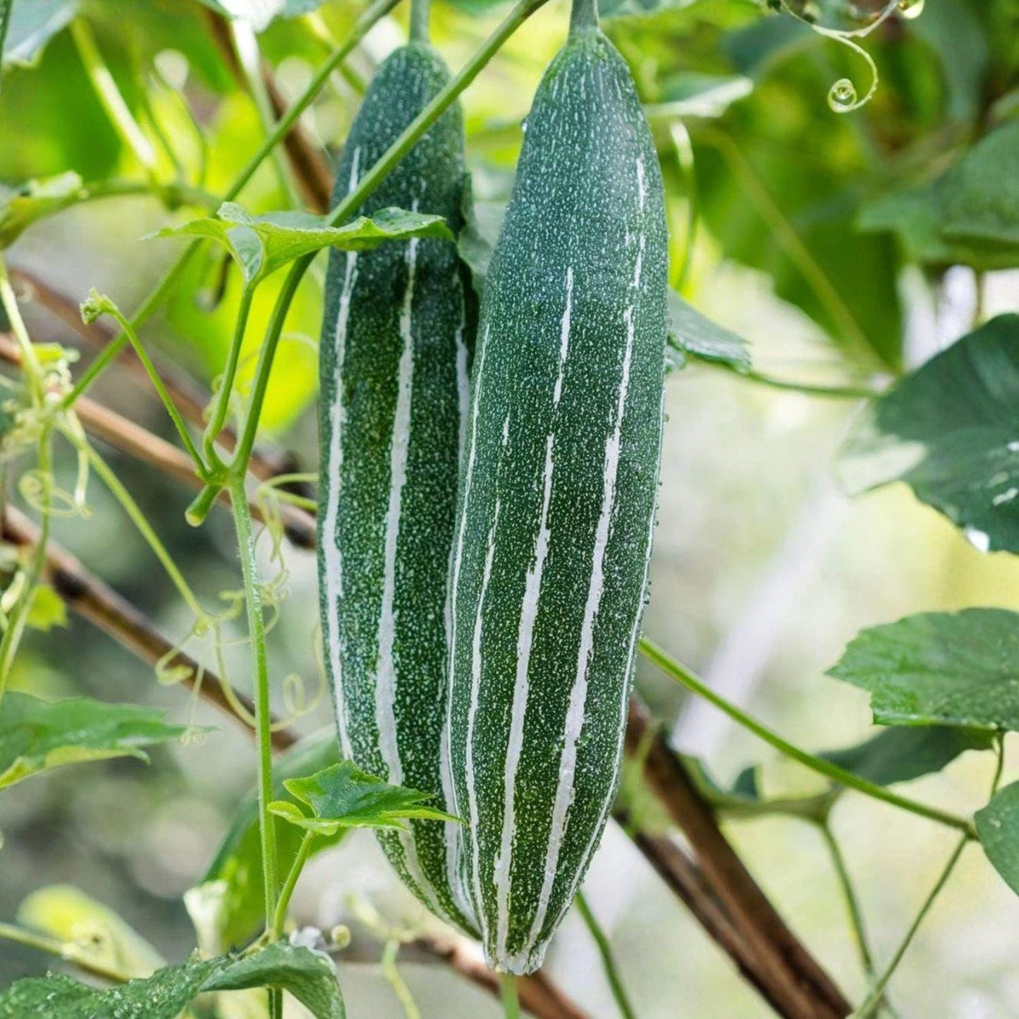 Snake Gourd Seeds, Climbing Vegetable Vine, Lagenaria siceraria, Long Green Gourds, 10 Seeds for Garden Cultivation