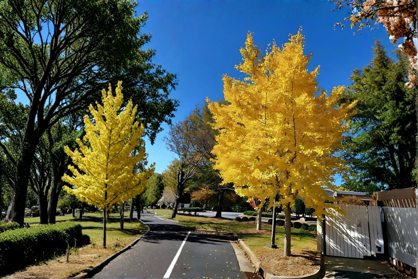 Ginkgo Biloba Live Plant 1-2 ft Tall Bare Root Tree Ornamental Deciduous Tree
