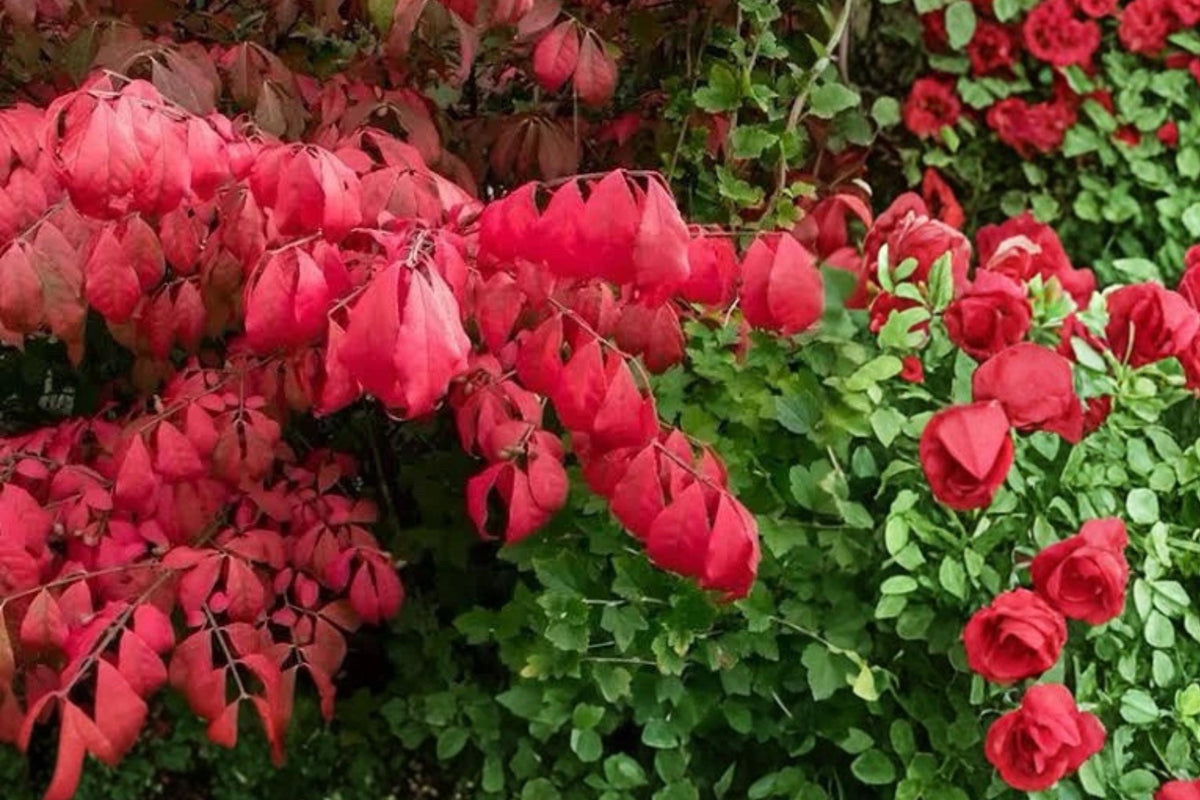 Burning Bush Live Plants Bare Root Euonymus alatus Red Fall Foliage Shrub for Landscaping, Hedges & Borders