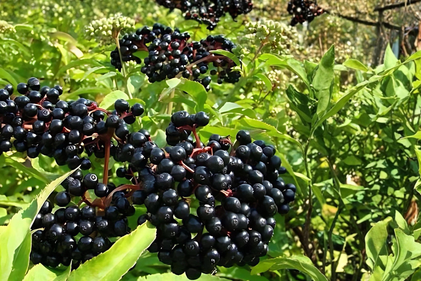 Elderberry Live Plants - 12-18" Bare Root Sambucus Berry Shrub for Garden, Landscape & Edible Gardens