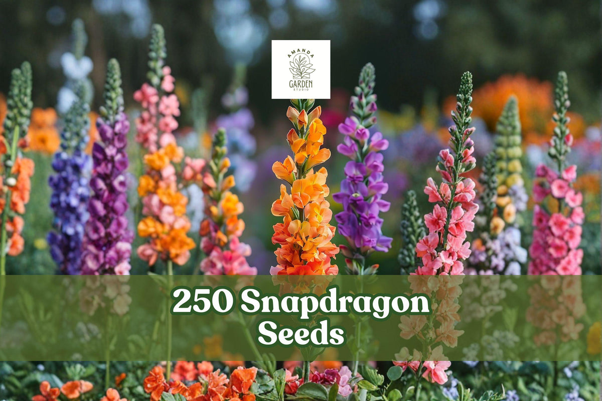 250+ Snapdragon Seeds, Antirrhinum majus, Mixed Colors, Garden Flower, Pollinator-Friendly, Easy to Grow
