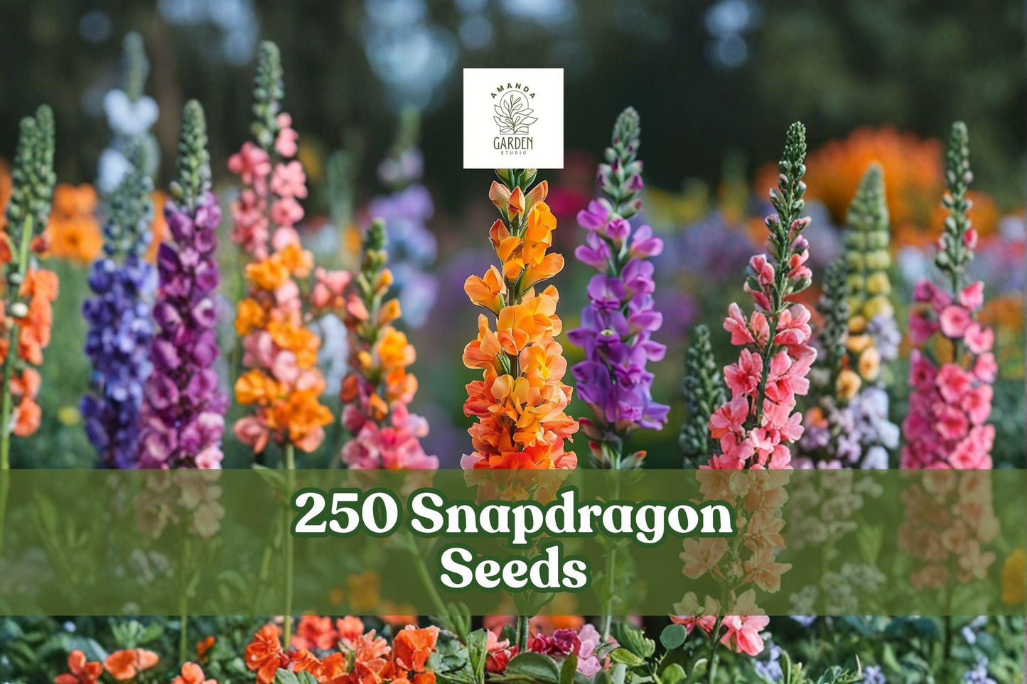 250+ Snapdragon Seeds Antirrhinum majus Mixed Color Flowers for Garden, Border & Pollinator Plants